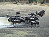 wildebeest_hunt.JPG