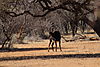 wildlife-160.JPG