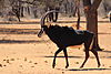 wildlife-170.JPG