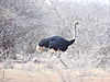 wildlife-198.JPG