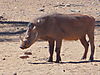 wildlife-256.JPG