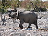 young-elephant1.JPG