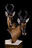 06_Hartebeest_Nyati_0610.jpg