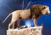 AfricanLion-BarbaryLionMount-01-A1.jpg