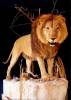 AfricanLion-BarbaryLionMount-02-A.jpg