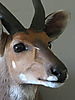 Bushbuck_Close_Up.JPG