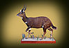 Bushbuck_Full_Mount.jpg