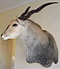 Eland_Trofee_0191.jpg