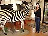 Full_Mount_Zebra.jpg