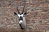 Kalahari_gemsbok.jpg