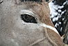 Kudu_Eye_detail.JPG