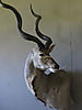 Kudu_Mount.jpg