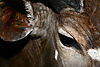 Nyala_eye_close_up.JPG