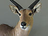 Reedbuck_Close_Up.jpg