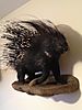 african-porcupine-taxidermy-01.jpeg