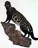 civet_flash_8x10.jpg