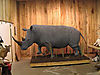 rhino-taxidermy-11.jpeg