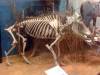 skeleton-warthog.jpg