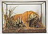 taxidermie-tigre.jpg