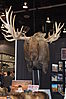 taxidermy-13.JPG