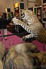 taxidermy-165.JPG