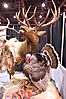 taxidermy-62.JPG