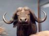 taxidermy-african-buffalo.jpg
