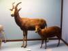 taxidermy-blesbok-duiker.jpg