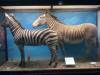 taxidermy-burchell-grevy-zebra.jpg