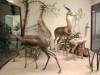 taxidermy-gerenuk.jpg