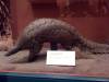 taxidermy-giant-pangolin.jpg