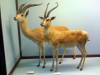 taxidermy-grant-thomson-gazelle.jpg