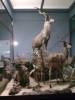 taxidermy-greater-kudu.jpg