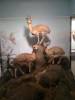 taxidermy-klipspringer.jpg