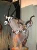 taxidermy-kudu.jpg