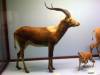 taxidermy-lechwe-grysbok.jpg