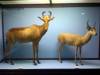 taxidermy-lichtenstein-hartebeest-puku.jpg