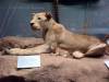 taxidermy-lioness.jpg