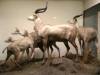 taxidermy-mountain-nyalas.jpg