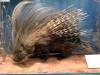 taxidermy-porcupine.jpg