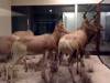 taxidermy-red-hartebeest.jpg