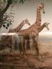 taxidermy-reticulated-giraffe.jpg