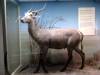 taxidermy-waterbuck.jpg