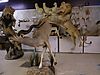 taxidermy_lion_kudu.jpeg