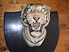 tiger-head1.jpg