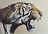 tiger-taxidermy.jpg