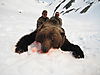 10_hunting_brown_bear.jpeg