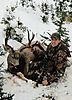 2004_muley.jpg