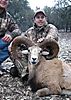 Armenian_Mouflon_423_x_600_.jpg