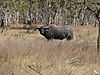 Arnhemland_2009_-_2_024.jpg